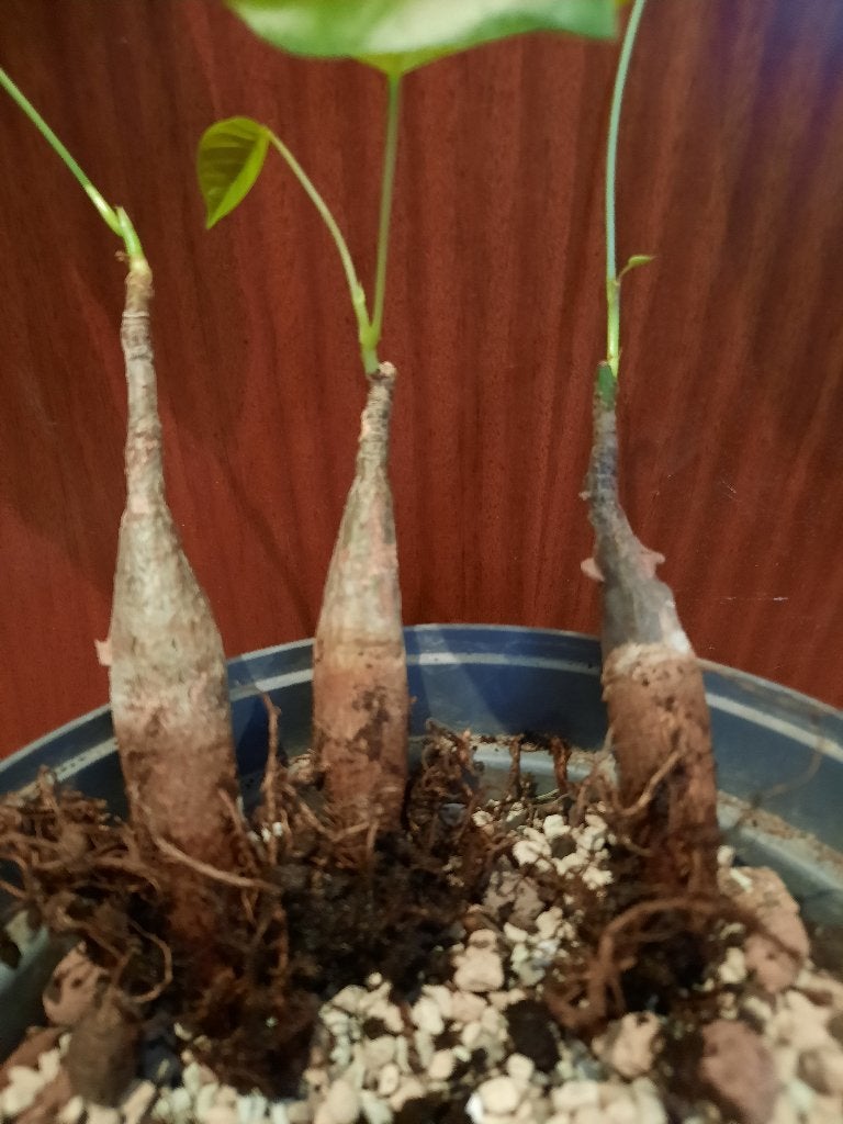 Bombax ellipticum, caudex, cotton tree 3 PLANTS AVAILABLE, Verzenden, Halfschaduw, Minder dan 100 cm