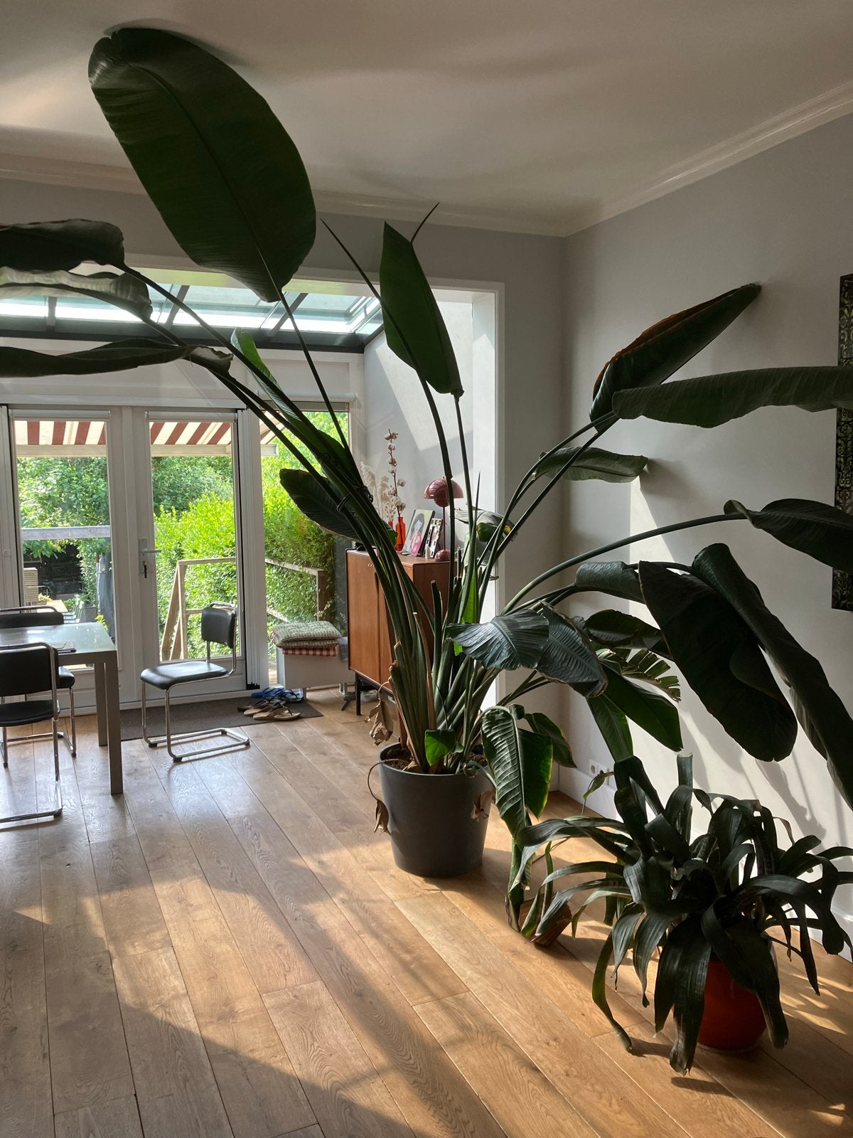 Grote Strelitzia Nicolai (280x300cm) zoekt nieuw thuis, Huis en Inrichting, Kamerplanten, 200 cm of meer, Overige soorten, In pot
