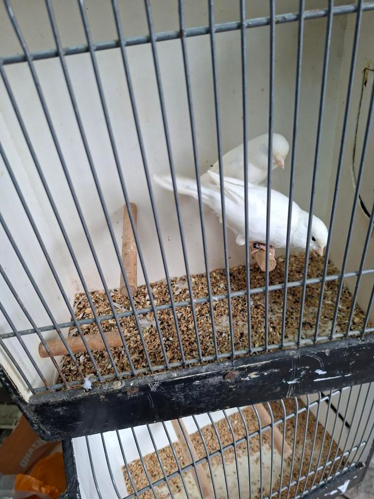 2 koppels witte kanaries, Meerdere dieren, Kleurkanarie