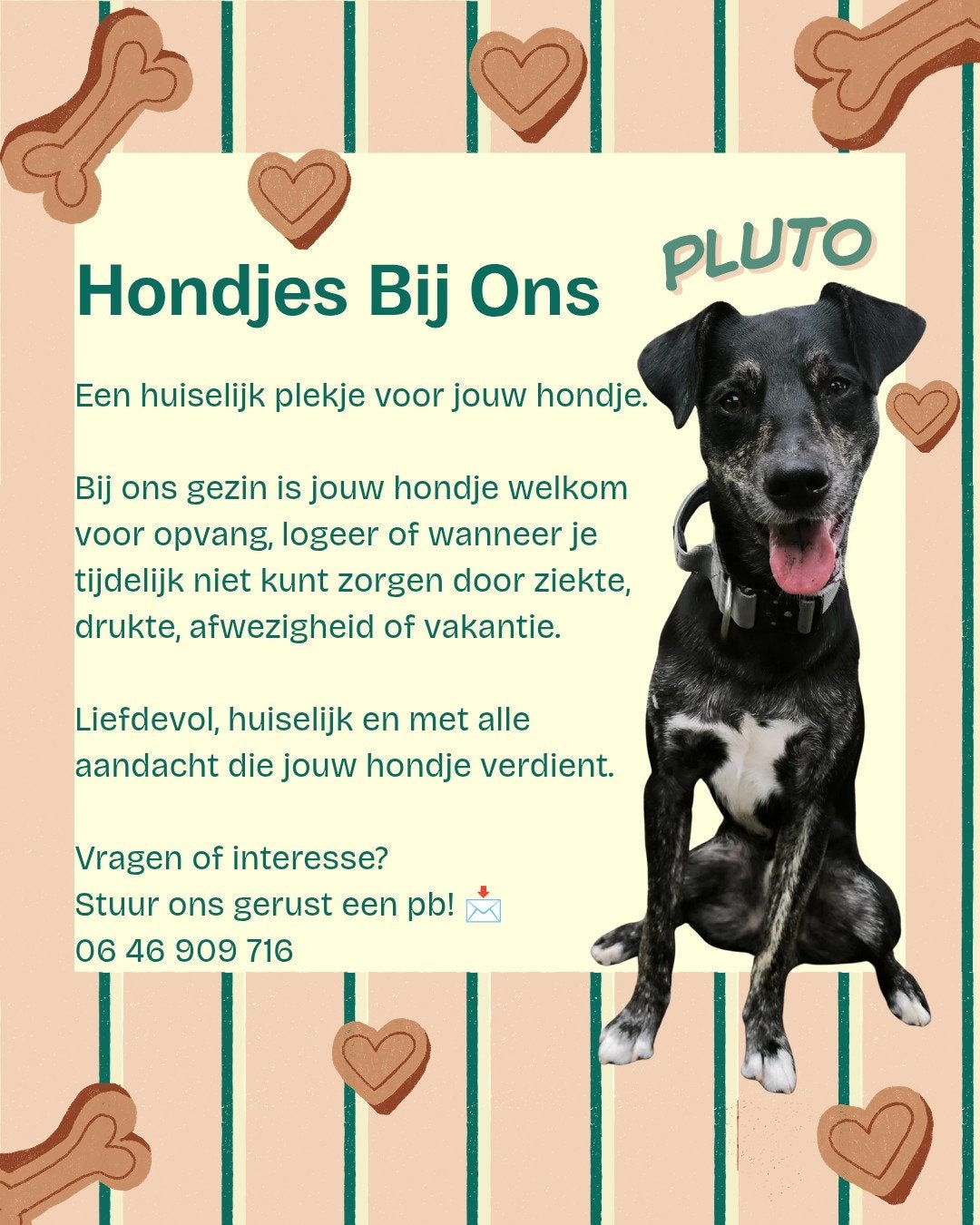 Huiselijke hondenoppas aangeboden!, Dieren en Toebehoren, Honden | Niet-rashonden, 1 tot 2 jaar, Eén hond, Nederland, Particulier