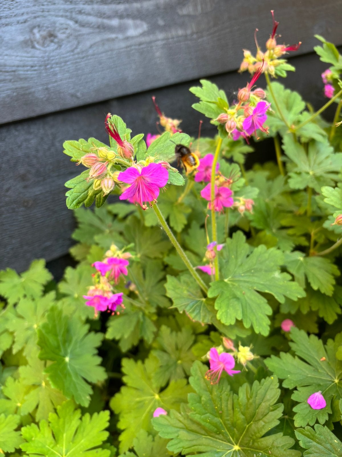 Geranium macrorrhizum vaste plant bodembedekker, stekjes, Ophalen, Bodembedekkers, Vaste plant, Halfschaduw