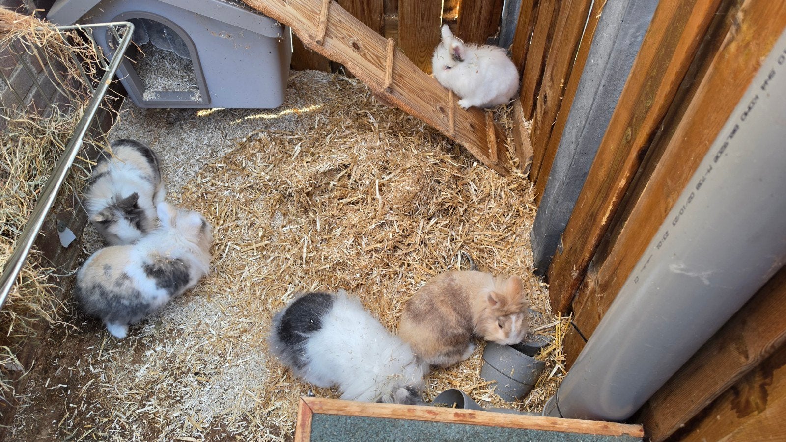 fam konijn, Dieren en Toebehoren, Meerdere dieren, 3 tot 5 jaar