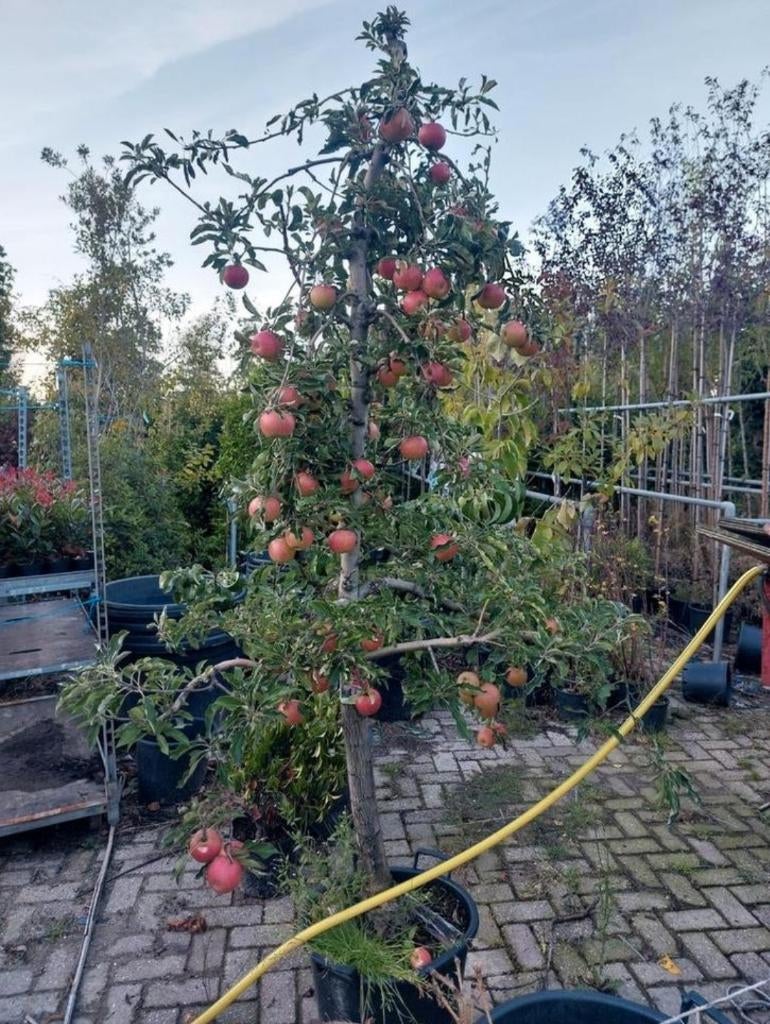 Elstar Appelboom, Ophalen, Lente, Appelboom, Halfschaduw