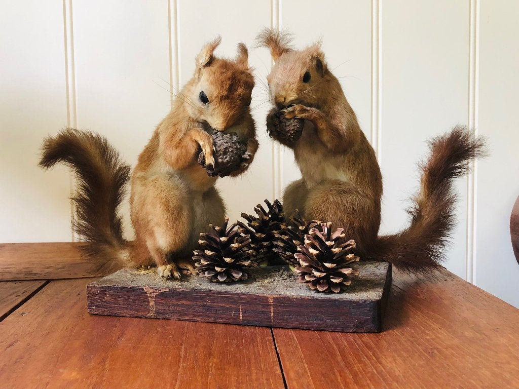 Taxidermie: twee opgezette rode eekhoorns, Ophalen of Verzenden, Gebruikt, Wild dier, Opgezet dier