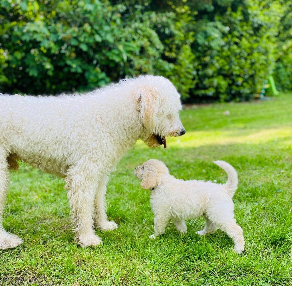 LABRADOODLE  PUPS-geënt-gechipt-gezondheidsverklaring, Dieren en Toebehoren, Honden | Niet-rashonden, 8 tot 15 weken, Parvo, Meerdere