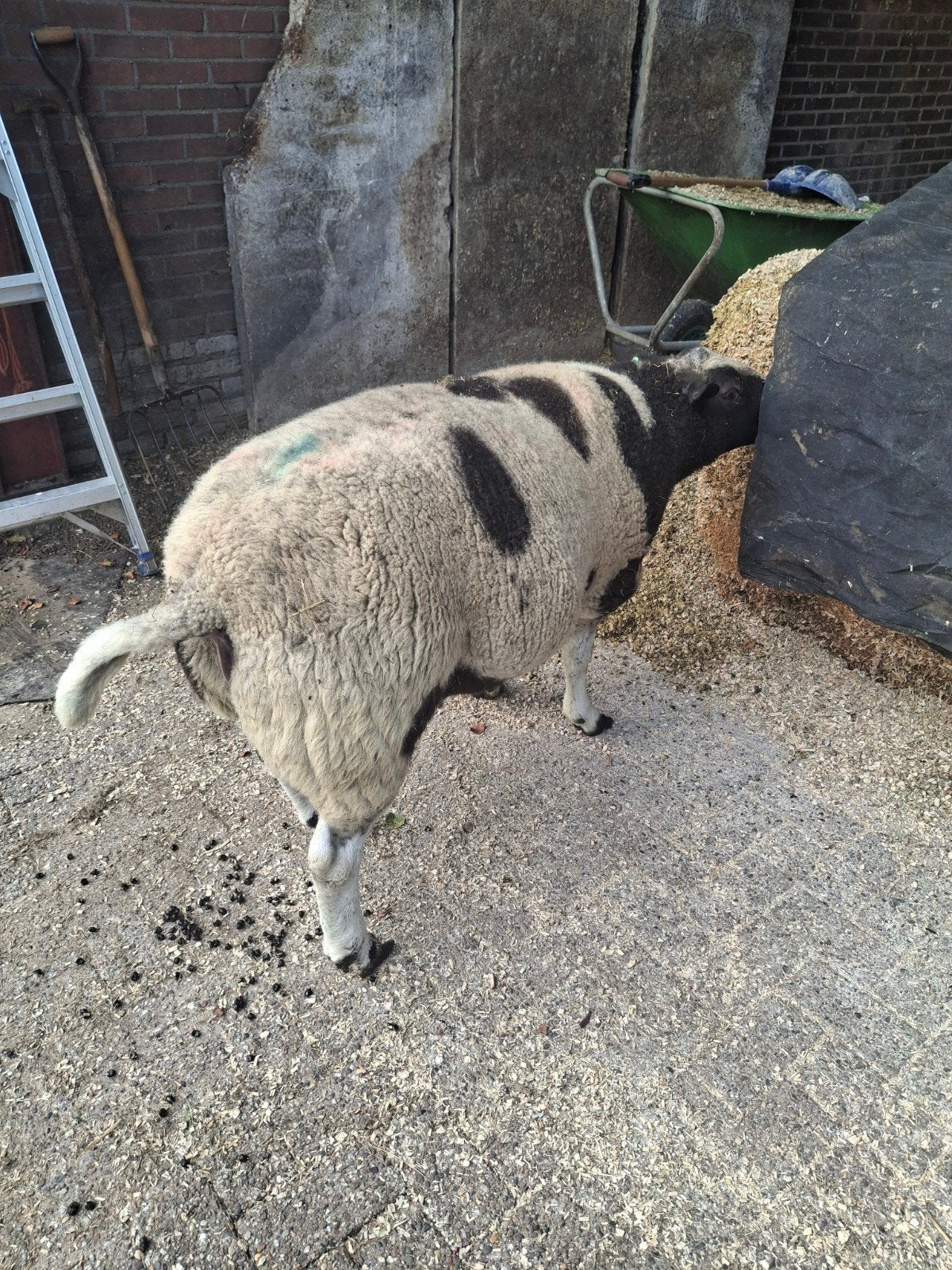 Rustige luxe bonte dekram, Dieren en Toebehoren, Schapen, Geiten en Varkens, Mannelijk, Schaap