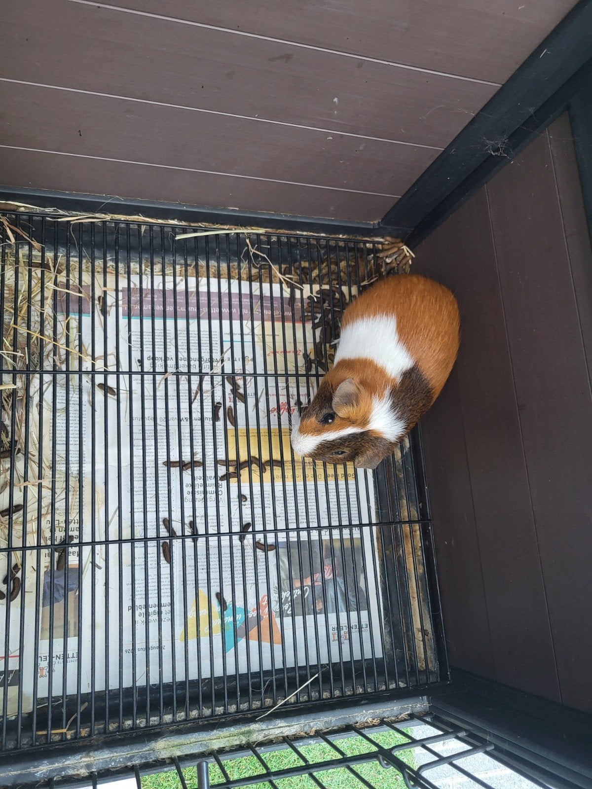 cavia en hok, Zo goed als nieuw, Hok, Cavia, Ophalen