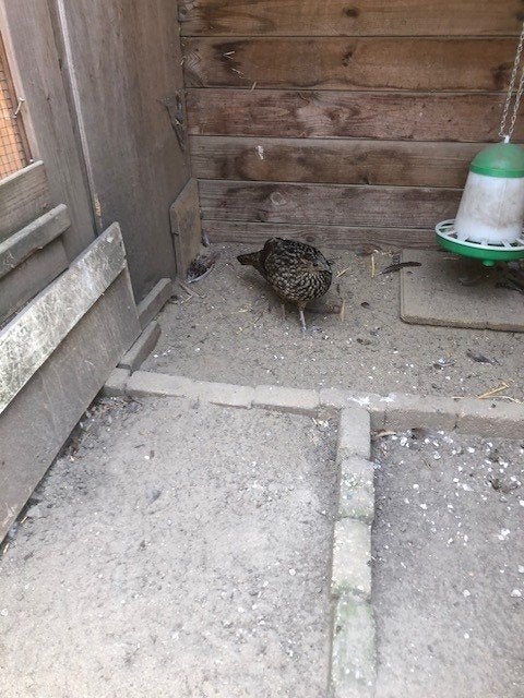fazanten, Meerdere dieren, Geringd