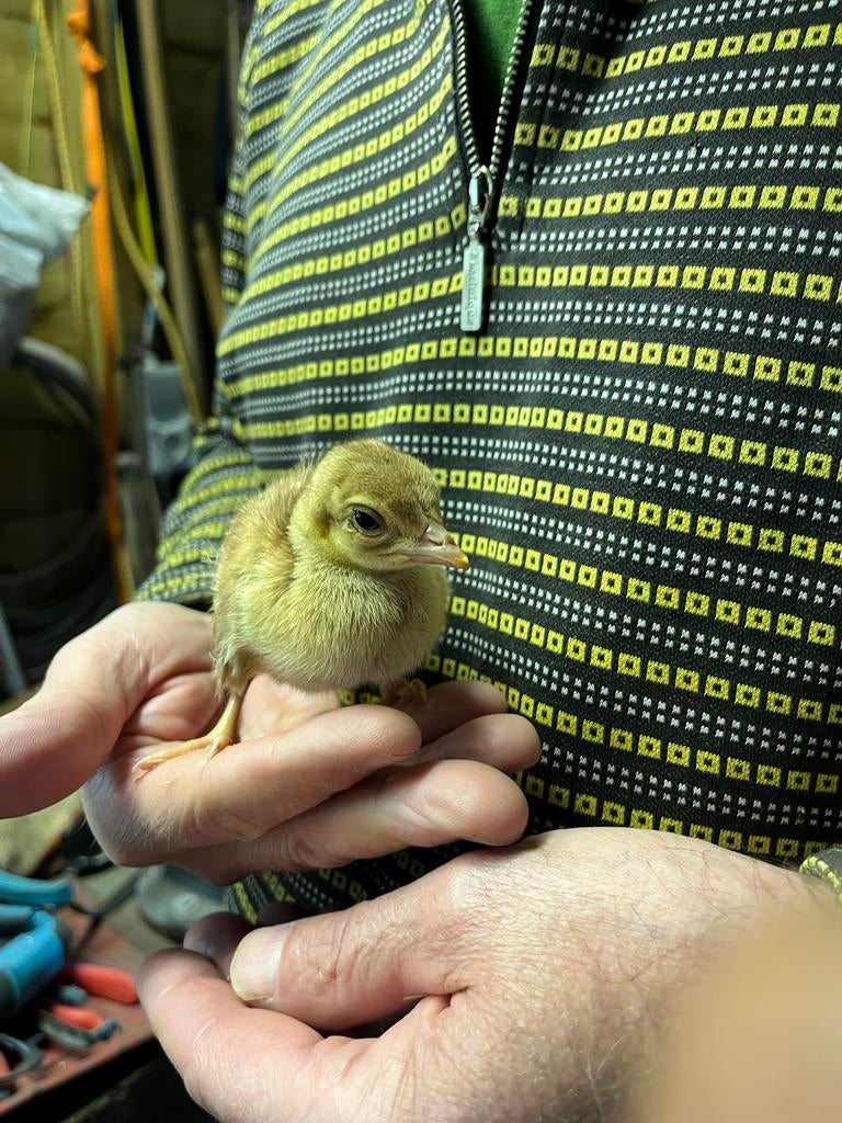 Violet pauw kuikens, Dieren en Toebehoren, Pluimvee, Meerdere dieren, Overige soorten