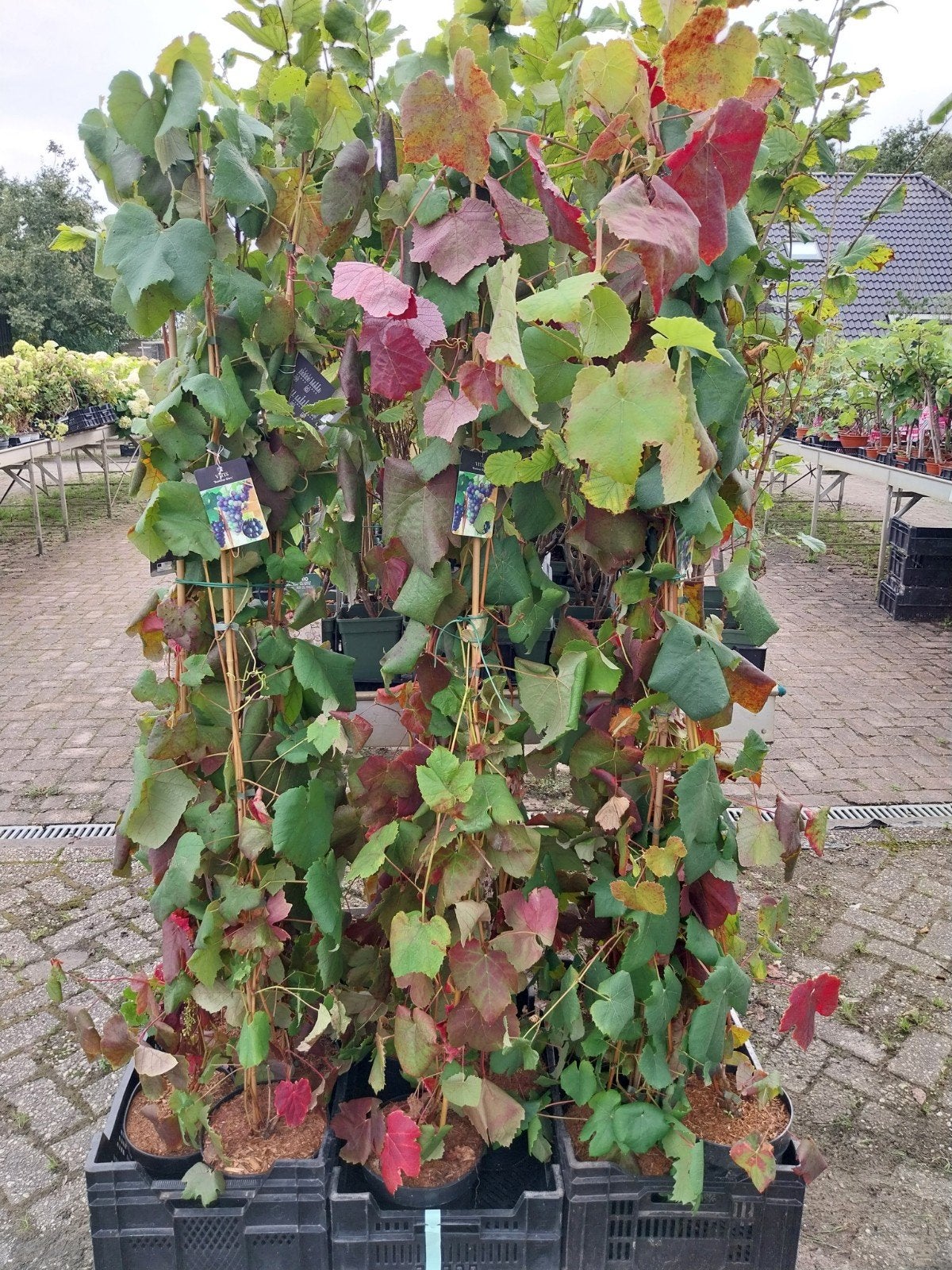 Vitis 'Boskoop Glory' - Blauwe Druif, Ophalen, Volle zon, Vaste plant, Fruitplanten