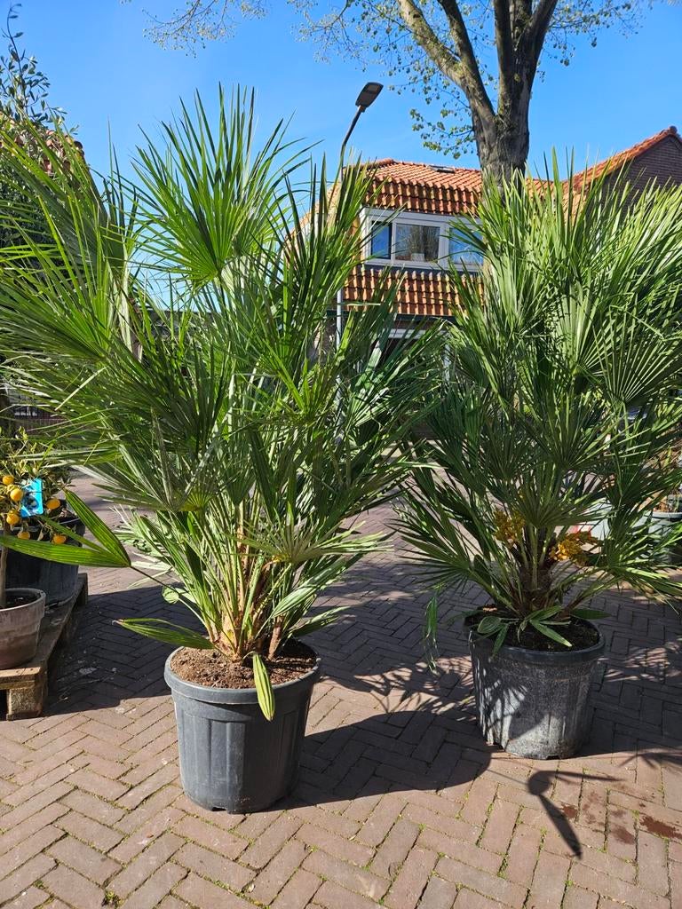 Grote Chamaerops Humilis 180cm hoog, Tuin en Terras, Planten | Bomen, Volle zon, Ophalen of Verzenden, 100 tot 250 cm, Olijfboom