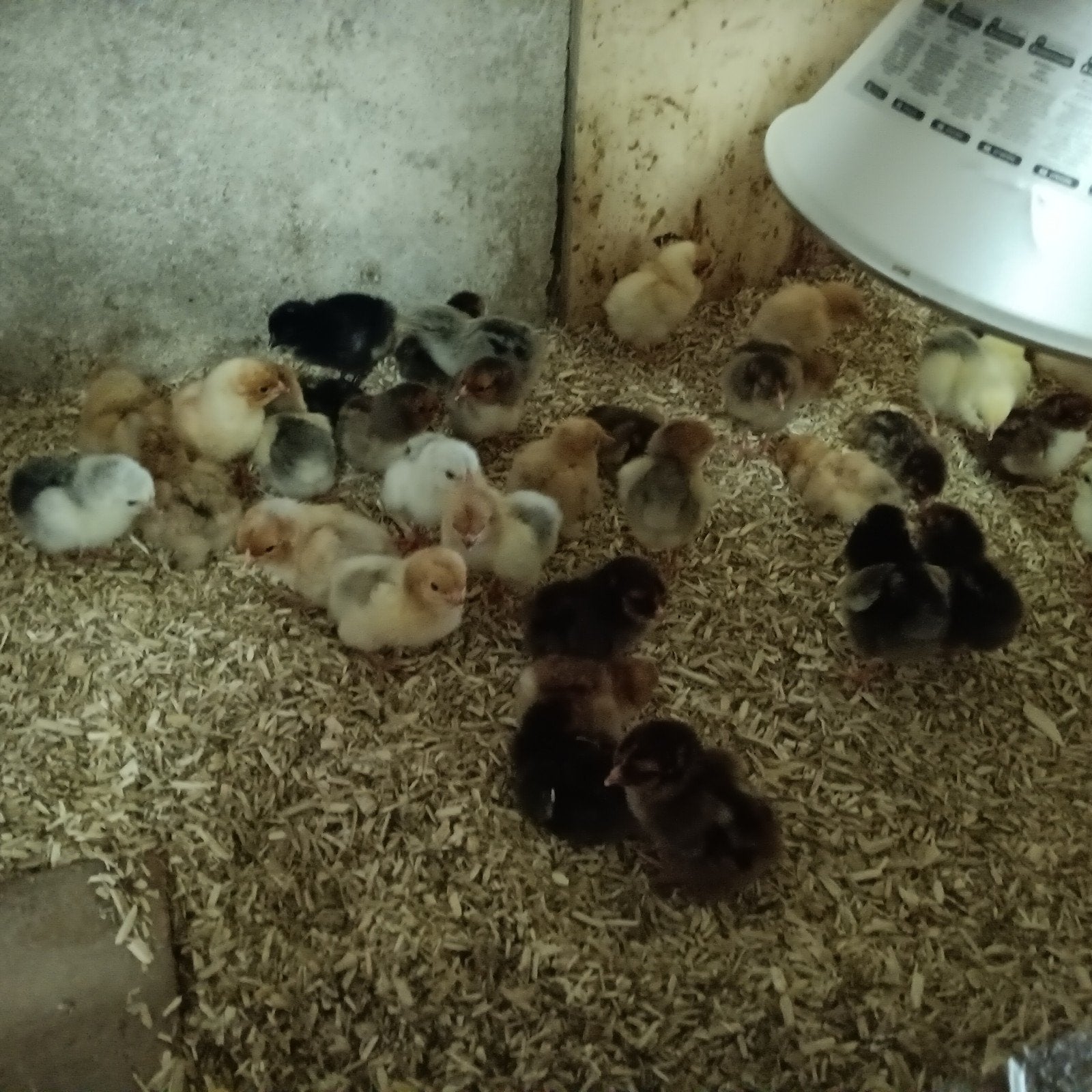 Wyandotte kuikens, Dieren en Toebehoren, Pluimvee, Geslacht onbekend, Kip
