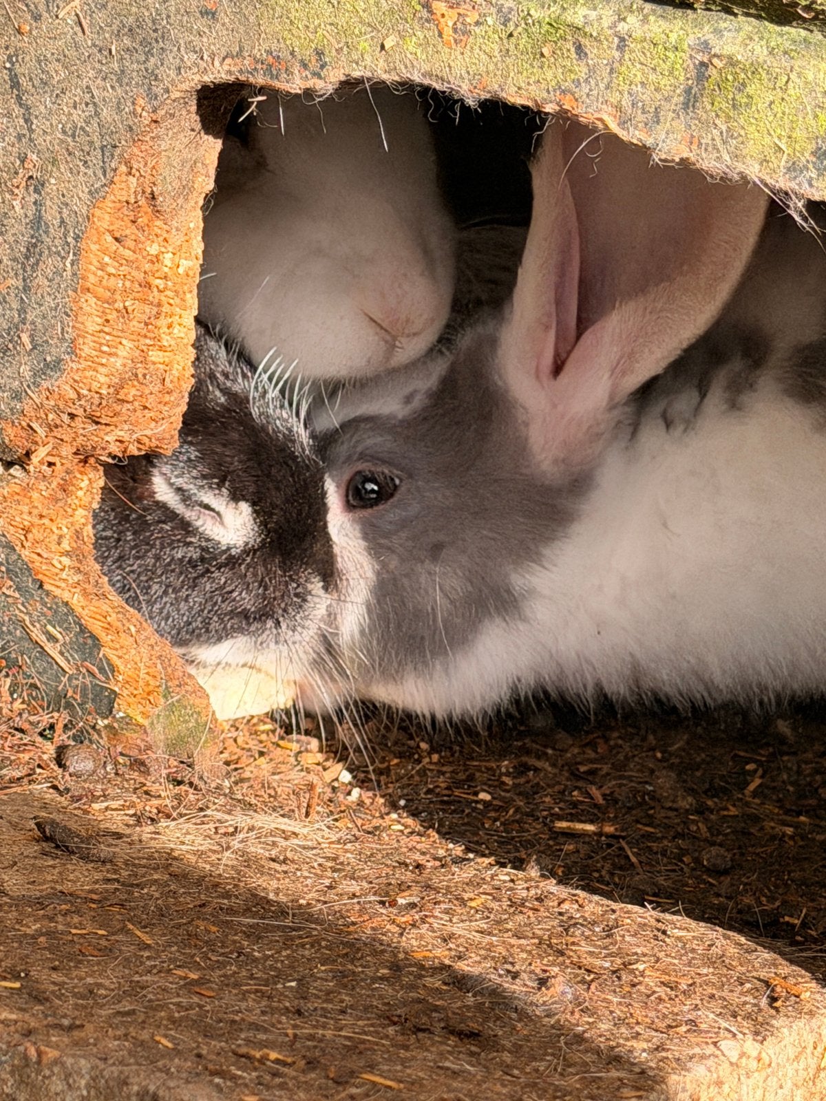 3 cavias en 3 konijnen, Dieren en Toebehoren, Meerdere dieren, Groot, 0 tot 2 jaar