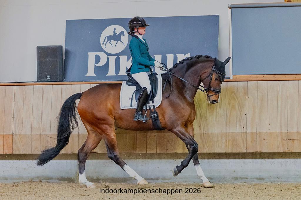 Enthousiaste ruiter biedt zich aan om paarden te trainen, Ophalen of Verzenden, Nieuw, Dressuur