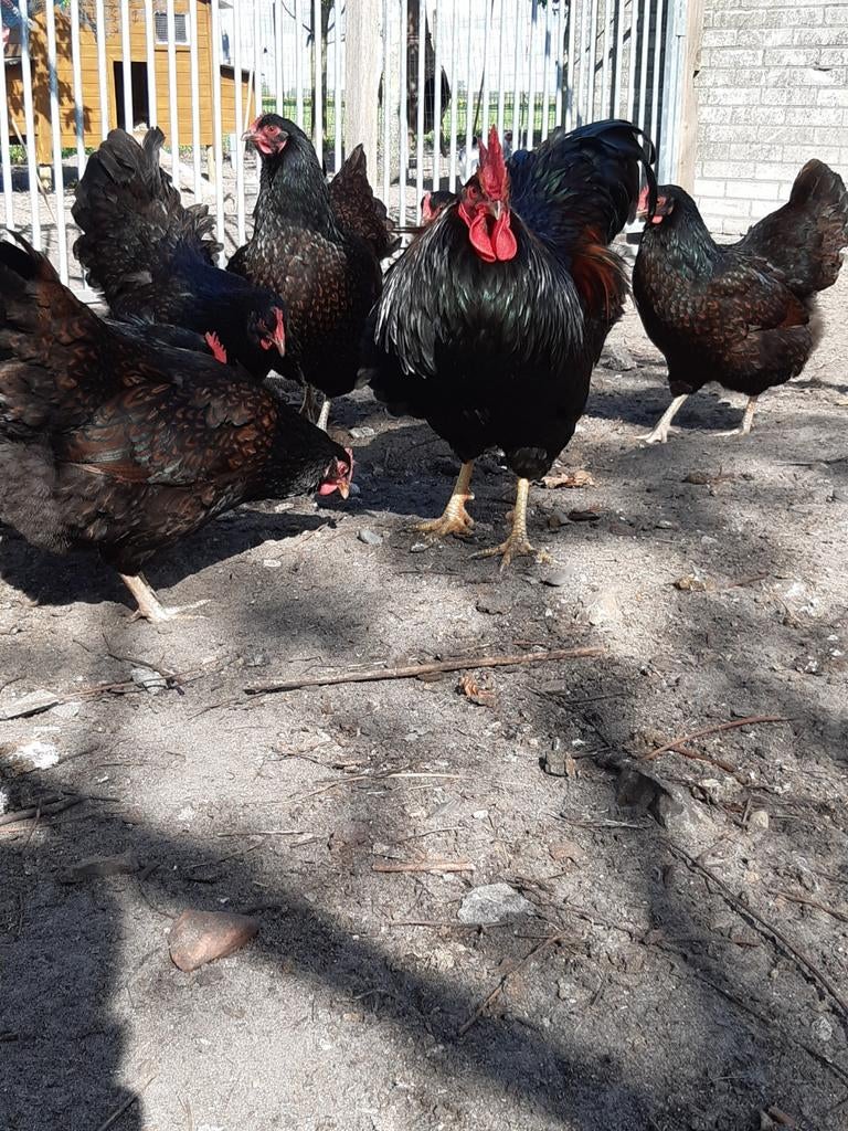 Broedeieren van dubbelgezoomde Barnevelder goud zwart, Dieren en Toebehoren, Geslacht onbekend, Kip