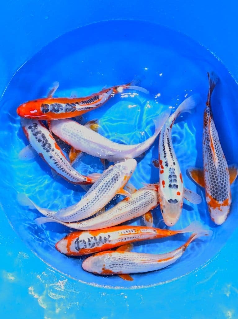Japankoi in Dalen, 500 jonge Japankoi Nisa, 25 tot 50cm, Karper of Koi