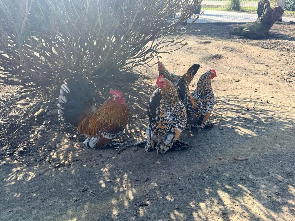 Broedeieren sabelpoot kriel porselein, Dieren en Toebehoren, Pluimvee, Geslacht onbekend, Kip