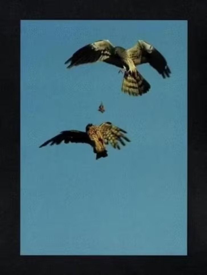 Roodeschool Eemshaven Grauwe Kiekendief Roofvogel Prooi., Verzamelen, Ansichtkaarten | Dieren, Ophalen of Verzenden, 1980 tot heden