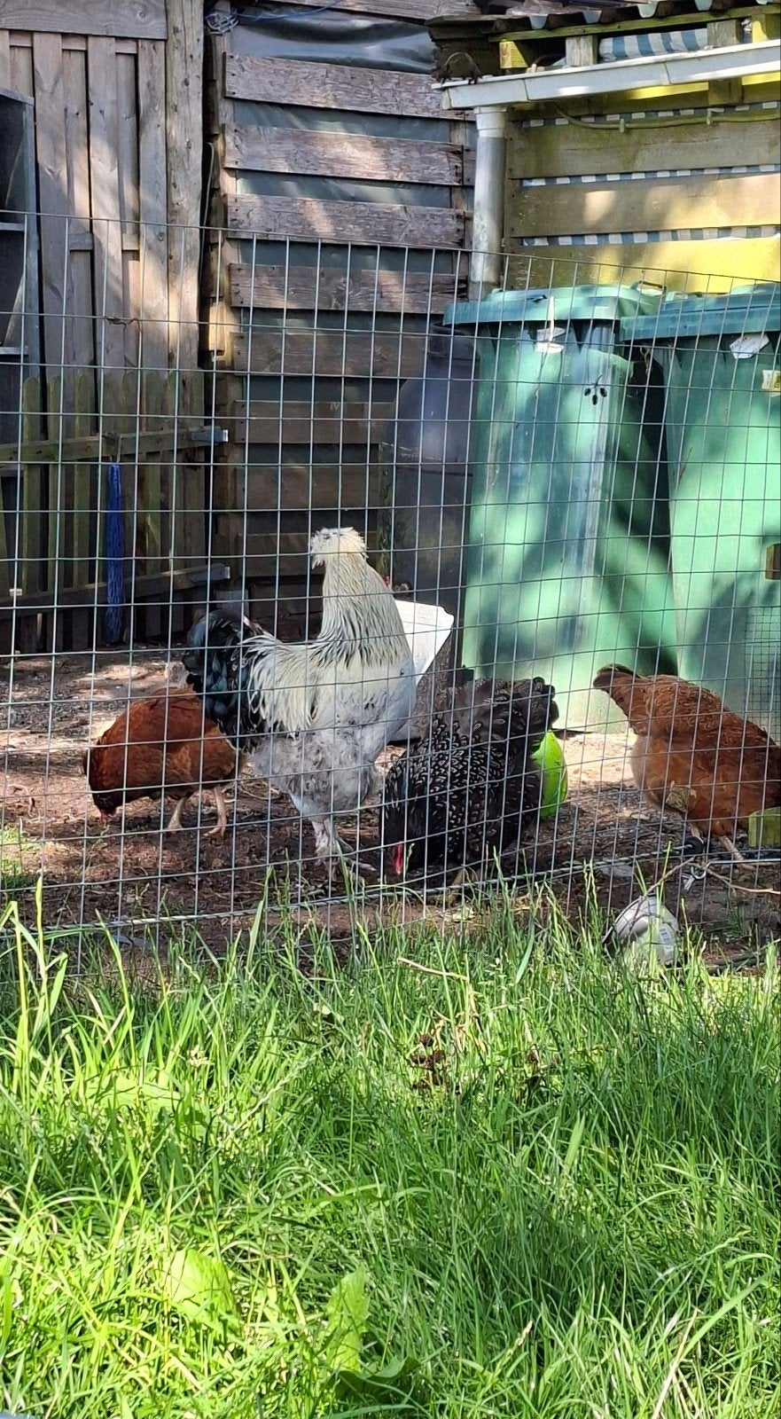 Prachtige brahma heer, Dieren en Toebehoren, Ophalen, Kippenhok of Kippenren
