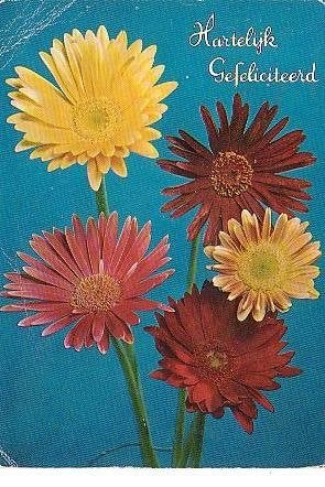 Ansichtkaart 	Bloemen	Gerbera's, Verzenden, 1960 tot 1980, Gelopen, Natuur