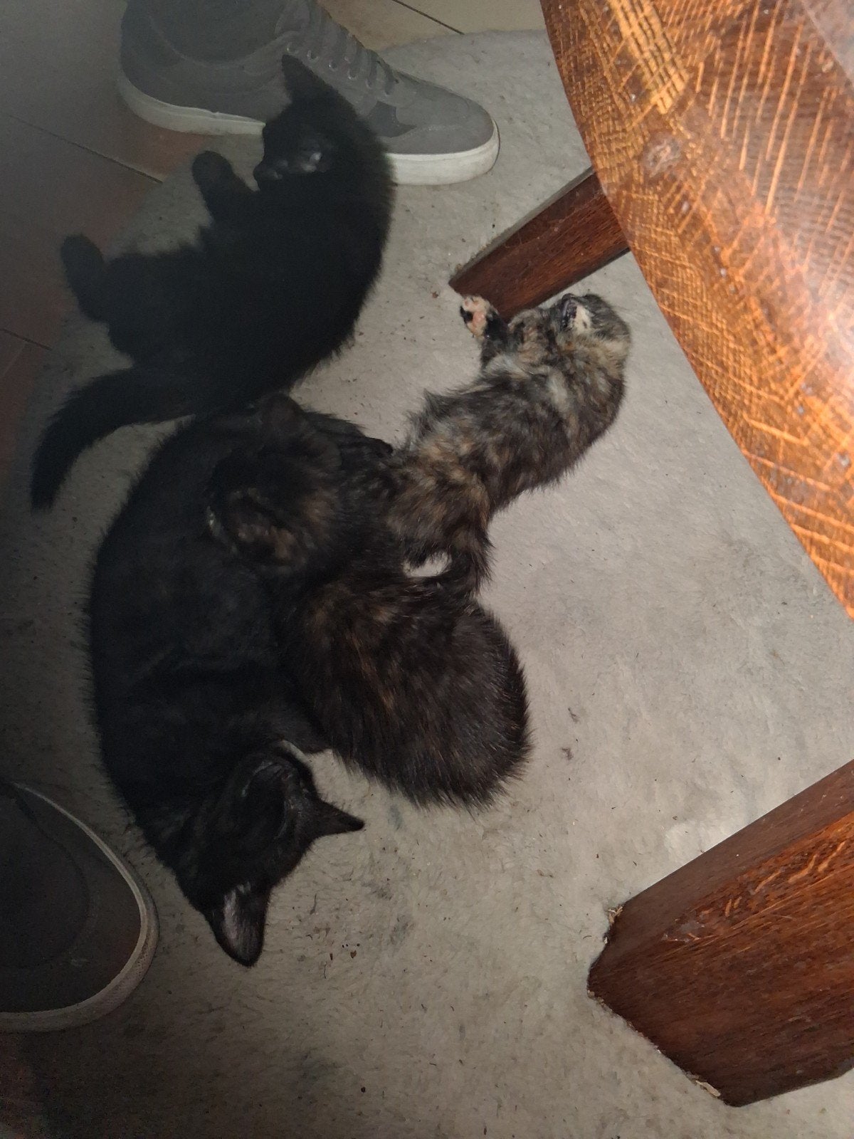 Kittens te koop alleen ophalen