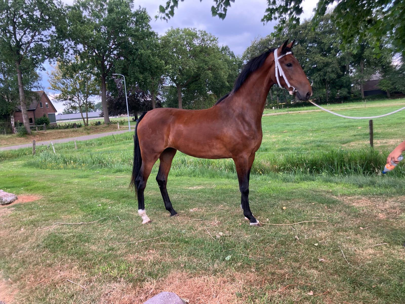 Tuigpaard merrie 2 jarige dochter Magnefiek, Dieren en Toebehoren, Paarden, Merrie, Dressuurpaard, 3 tot 6 jaar