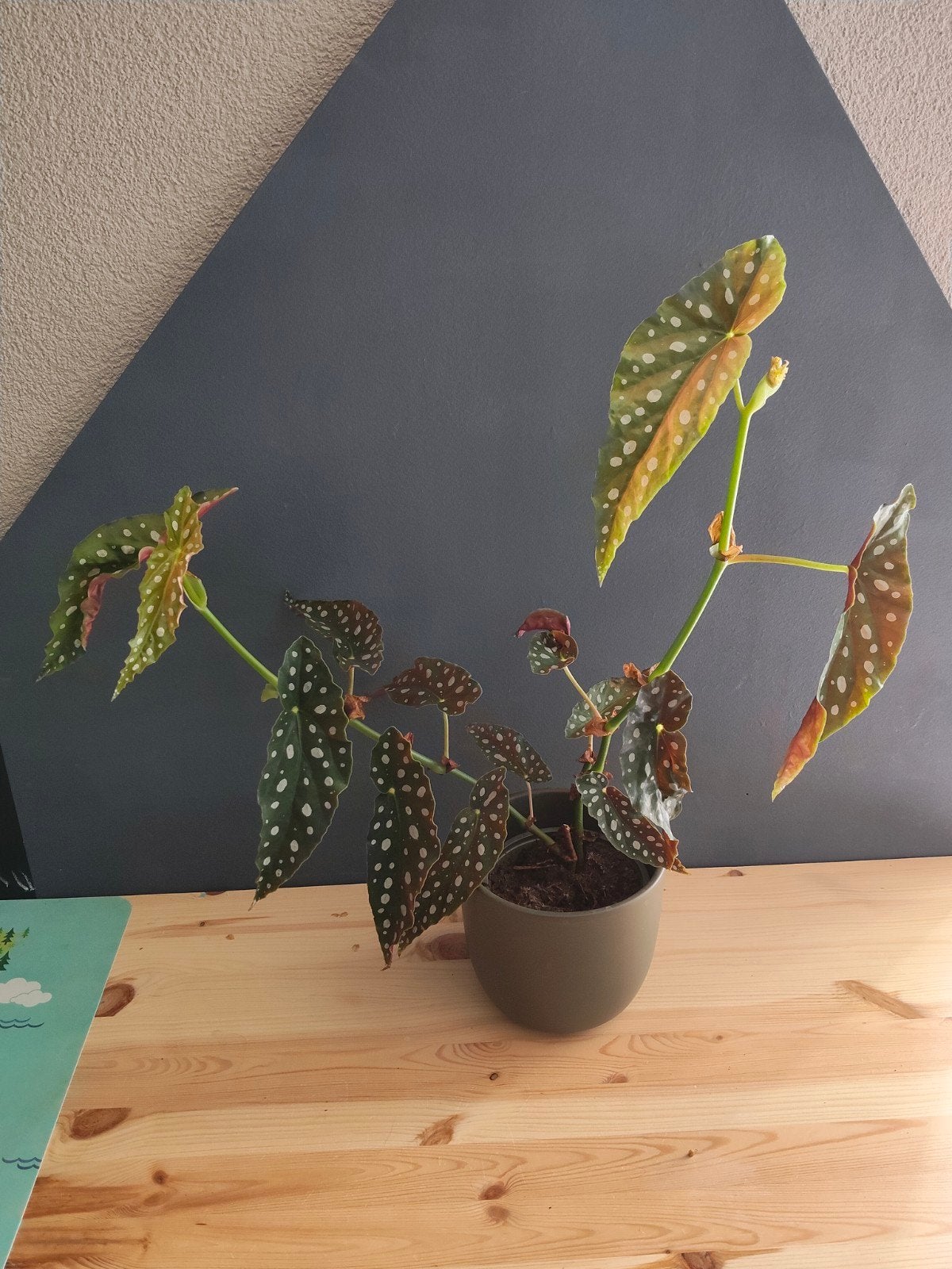Begonia maculata, Ophalen