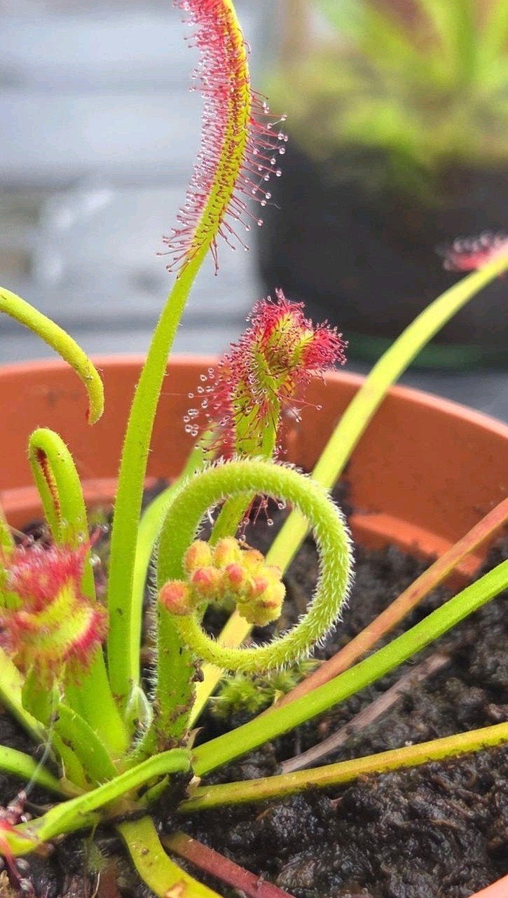 Drosera Caspensis zonnedauw, Overige soorten, Volle zon, Ophalen of Verzenden, Tweejarig