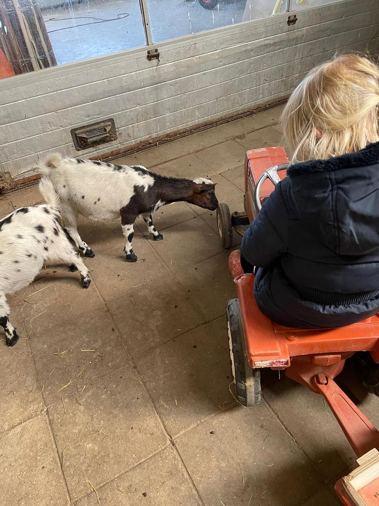 Hoornloze geitjes te koop, Dieren en Toebehoren, Meerdere dieren, Geit