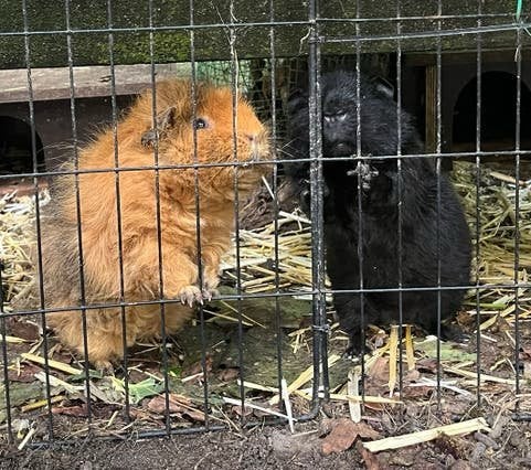 Leuk koppel (opvang) cavia beertjes (buiten gewend), Cavia, Mannelijk, Januari, Tam