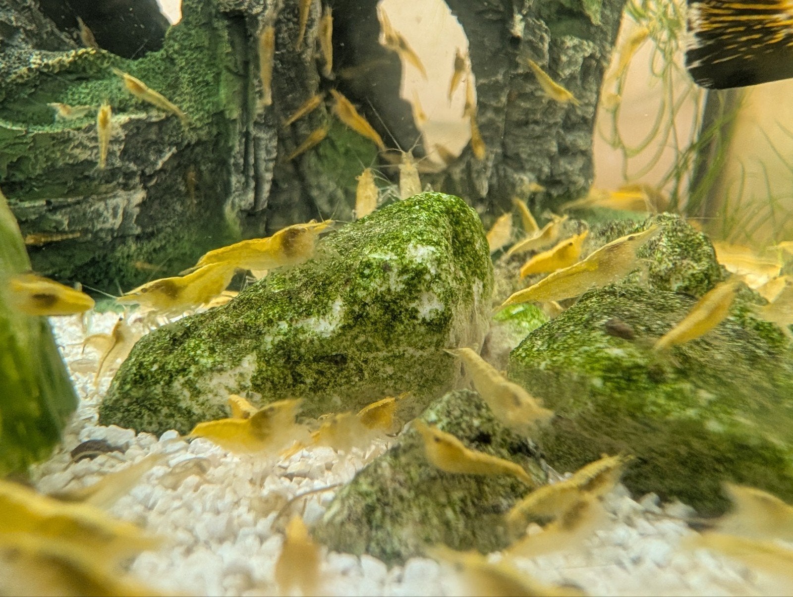 Goudrug gele vuur garnalen te koop, Kreeft, Krab of Garnaal