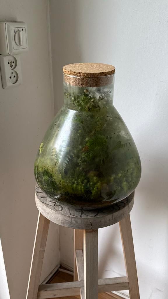 Terrarium met diverse groene planten en mos, Overige kleuren, Ophalen of Verzenden, Minder dan 50 cm, Glas