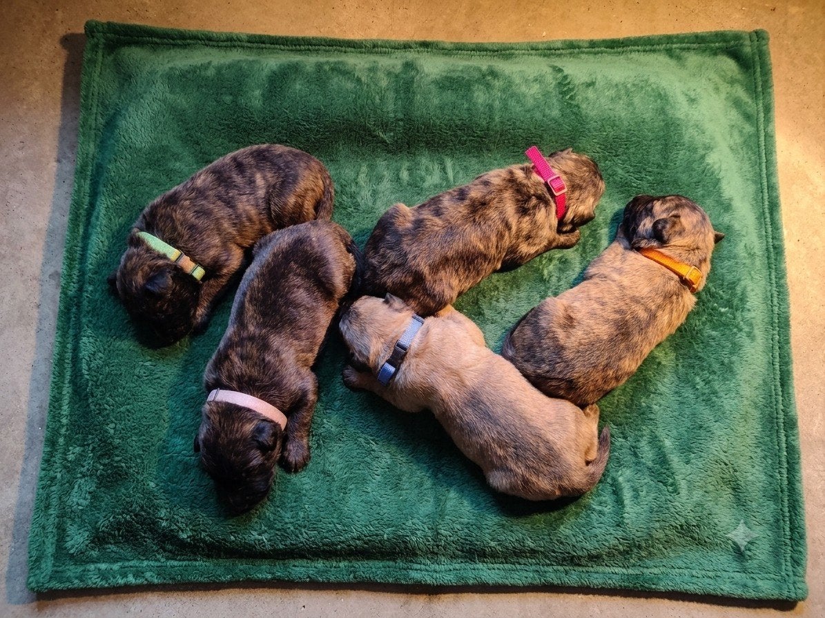 bouvierpups blond  en gestroomd, Bouvier, CDV (hondenziekte), 8 tot 15 weken, Meerdere