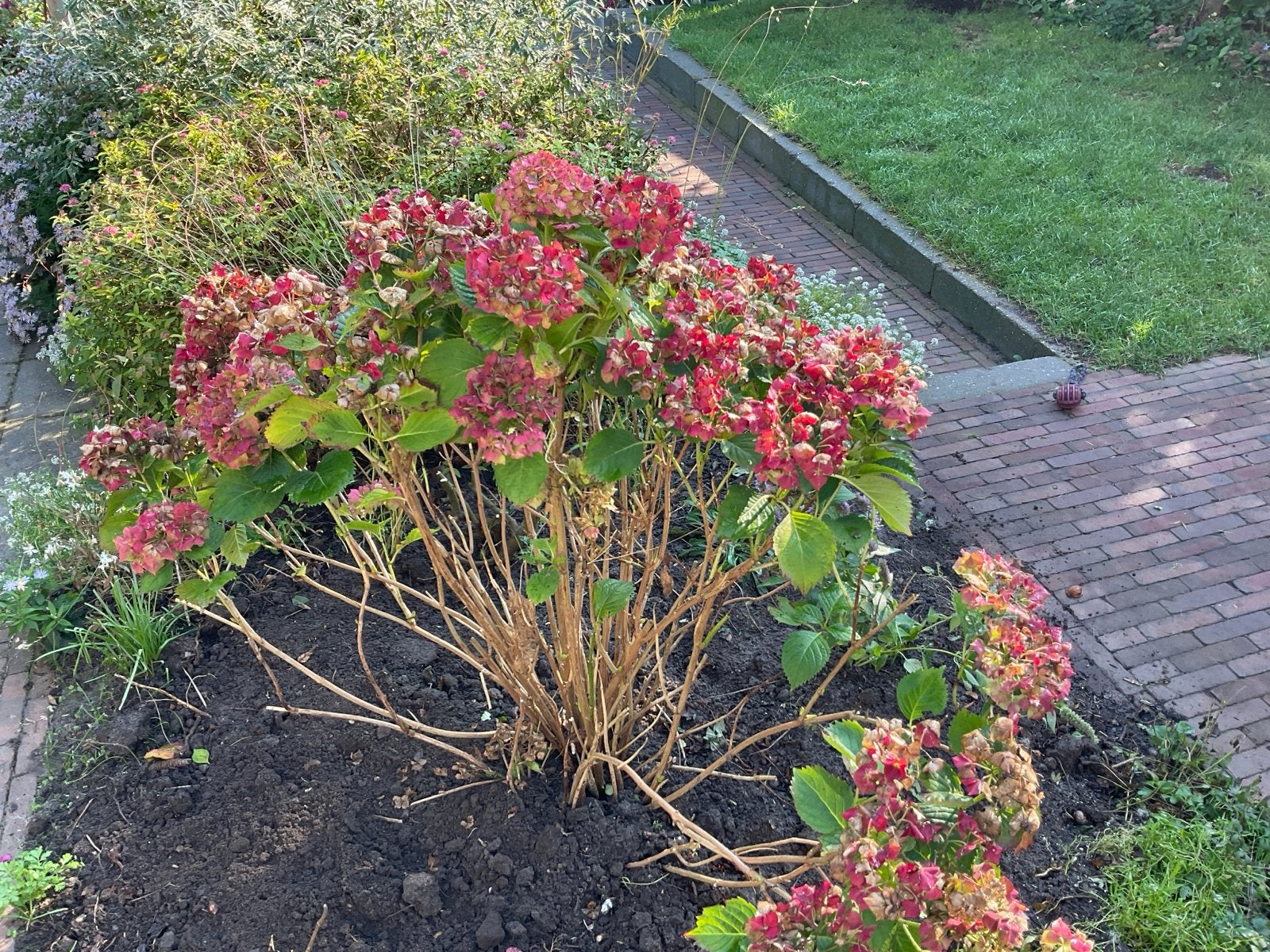 Hortensia (Hydrangea) - Rode bloemen, Overige soorten, Vaste plant, Ophalen of Verzenden, Halfschaduw