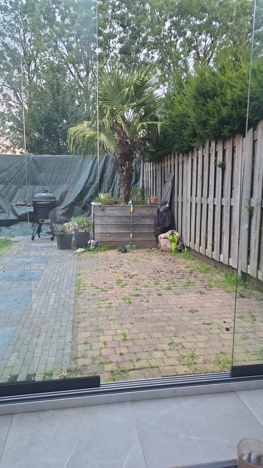 Robuuste Palmboom voor een tropische sfeer in uw tuin, Tuin en Terras, Planten | Tuinplanten, Volle zon, Vaste plant, Bloeit niet