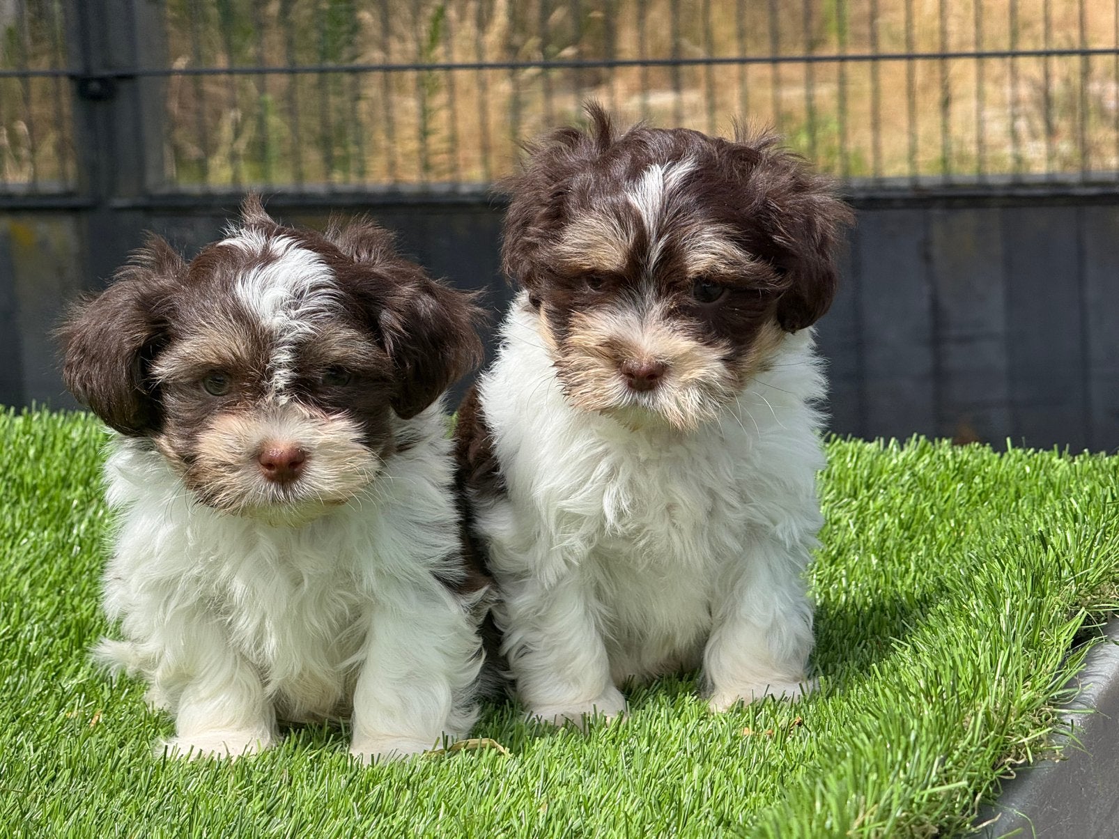 Boomer maltezer shih tzu x havanezer pups, Nederland, Parvo, Overige rassen, 8 tot 15 weken