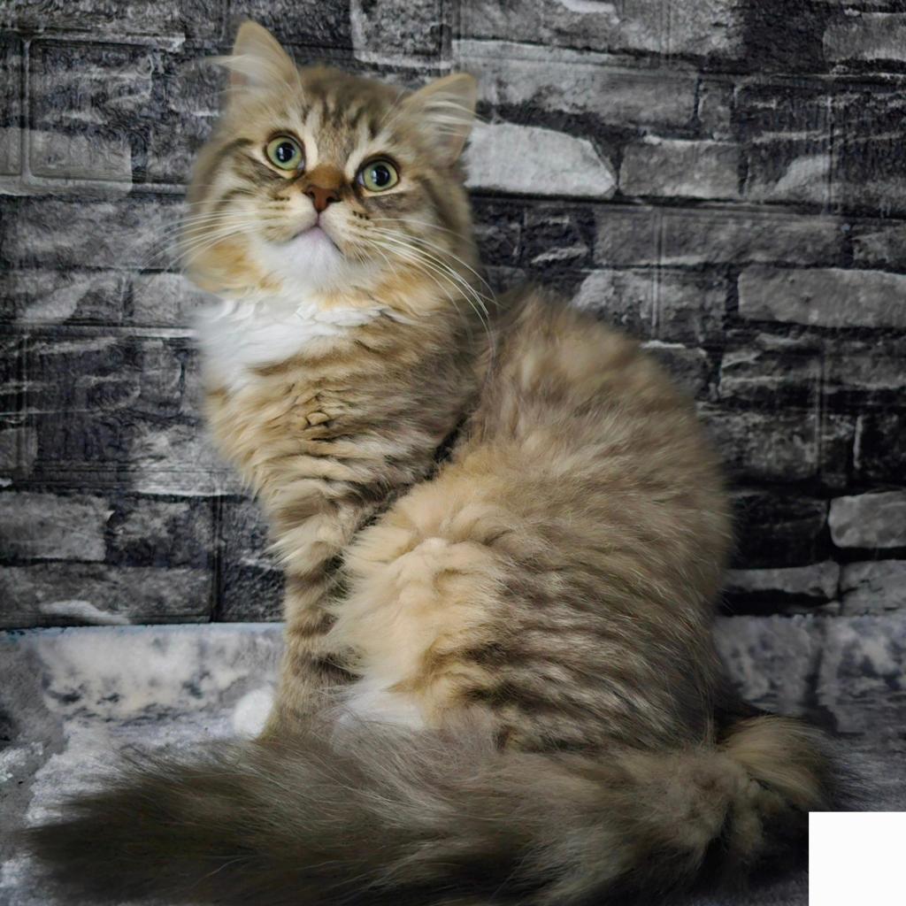 Dekkater (Niet te koop)