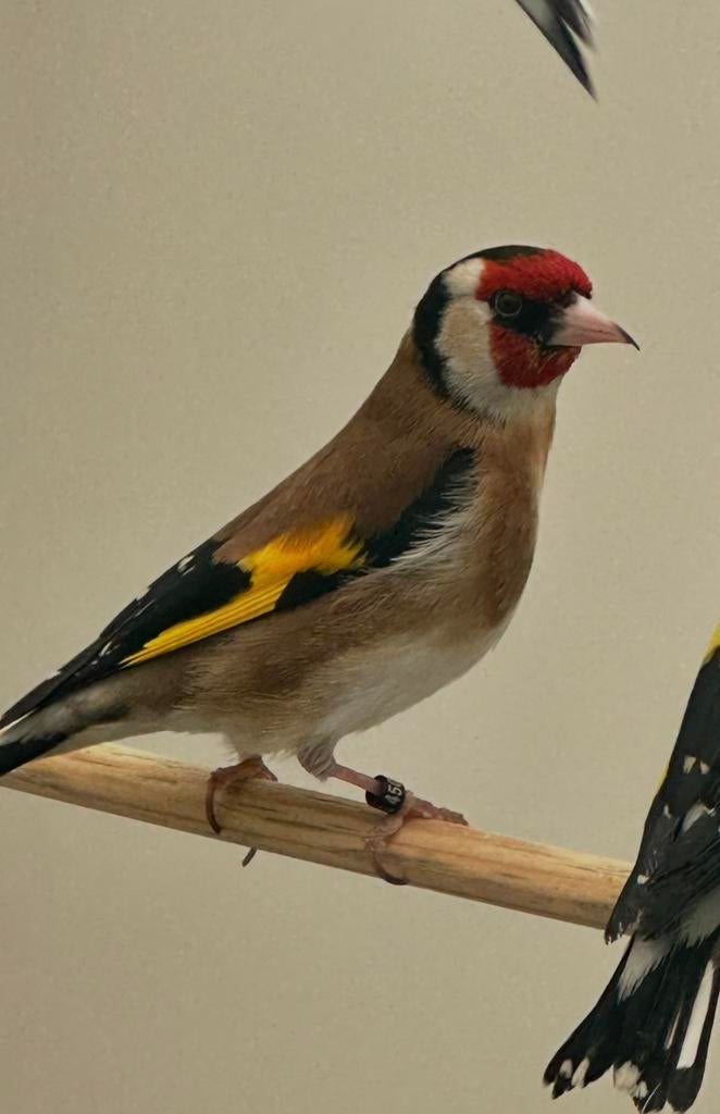Bloemputter man, Dieren en Toebehoren, Mannelijk, Wildzangvogel, Geringd
