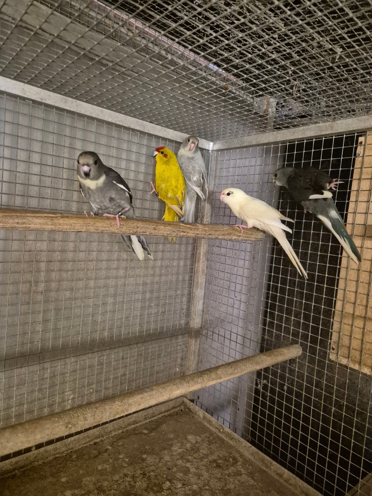 kakariki's  olijf gezoomd grijs gezoomd, Dieren en Toebehoren, Vogels | Parkieten en Papegaaien, Meerdere dieren, Parkiet, Geringd