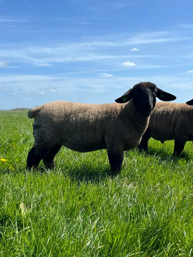 Suffolk, Dieren en Toebehoren, Schapen, Geiten en Varkens, Vrouwelijk, Schaap, 0 tot 2 jaar
