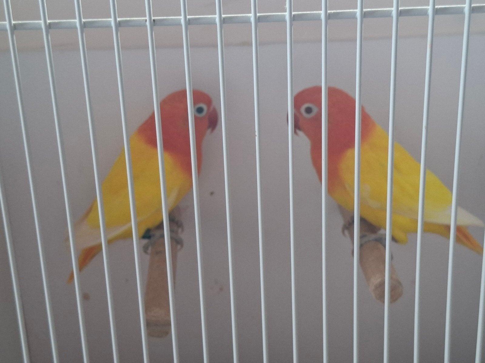 opaline lutino fischerie, Meerdere dieren, Dwergpapegaai of Agapornis