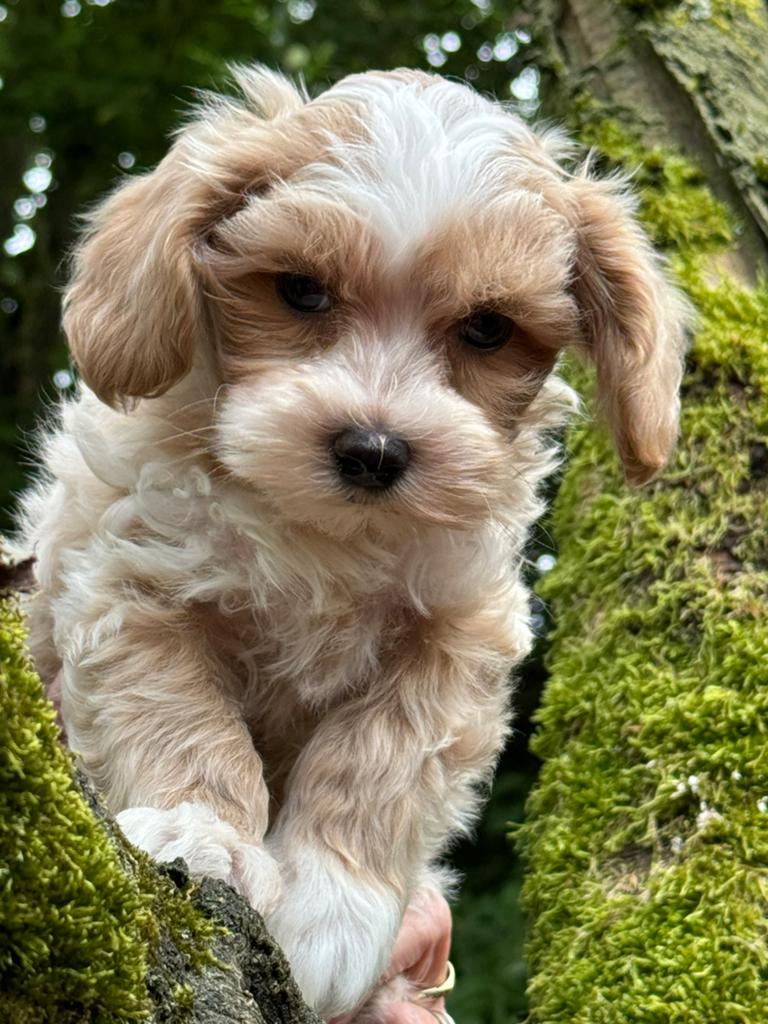 Klein type Maltipoo pups ! Meerdere kleuren, Poedel, Parvo, Nederland, 8 tot 15 weken