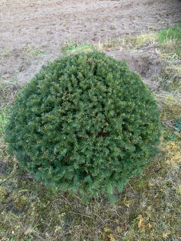 Taxus bol, Ophalen, Taxus, Minder dan 100 cm