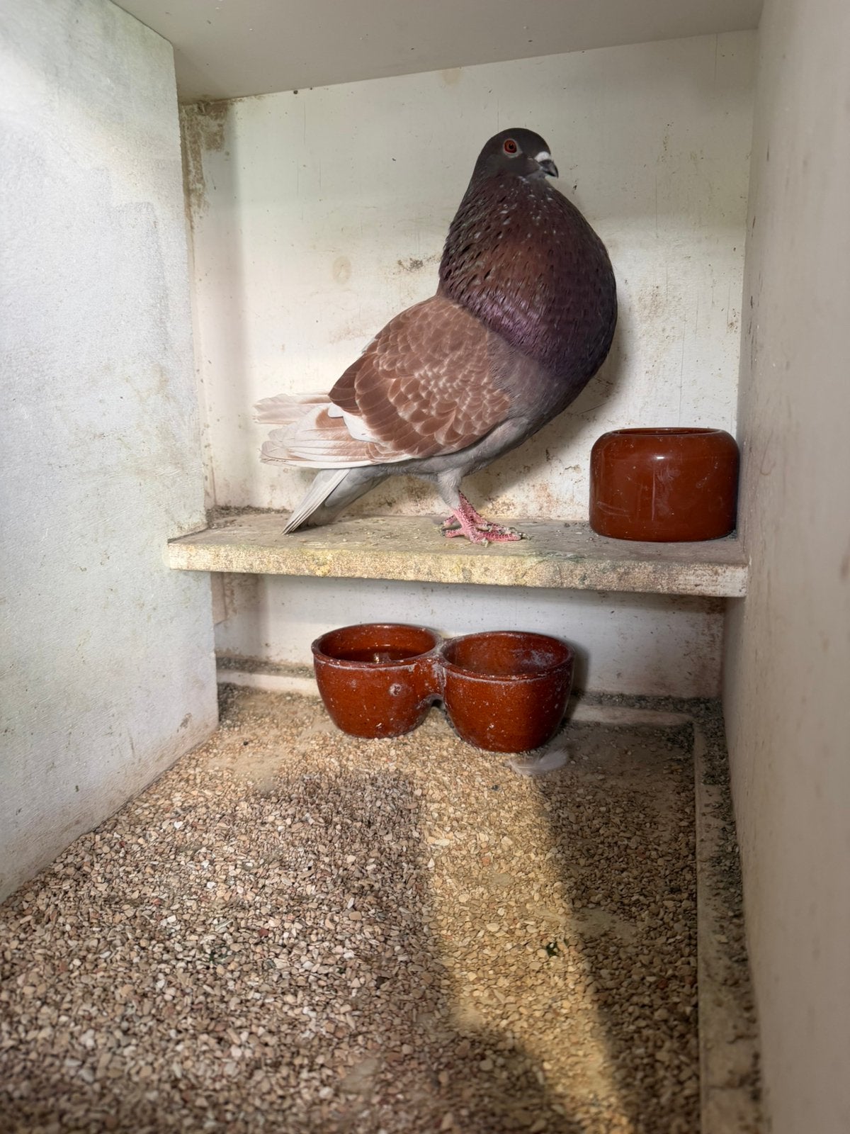 Rode duif, Dieren en Toebehoren, Vogels | Duiven, Vrouwelijk, Kropper