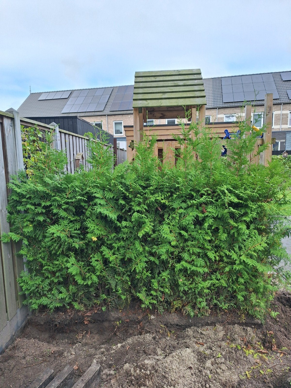 Coniferen Haag thuja brabant, Tuin en Terras, Ophalen, Conifeer, 100 tot 250 cm