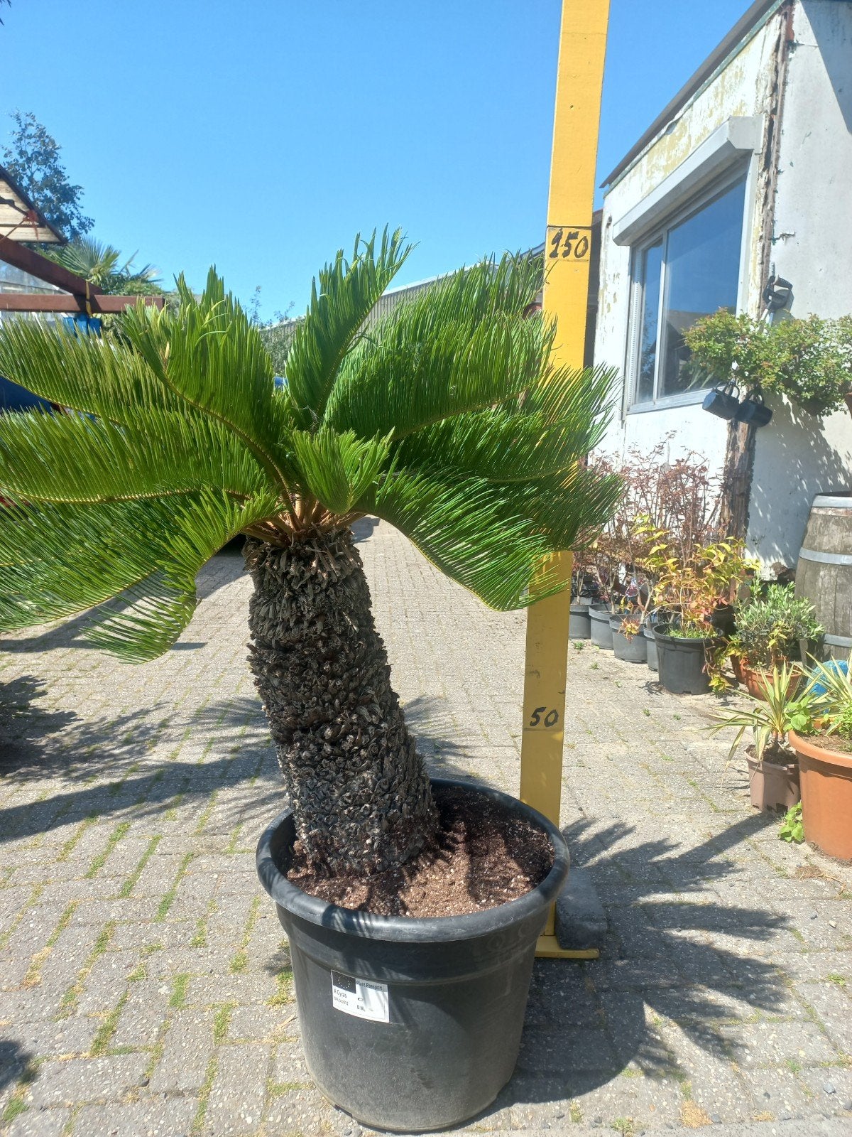 Cycas Revoluta - Japanse Sagopalm - Winterhard, Volle zon, Vaste plant, Bloeit niet, Ophalen