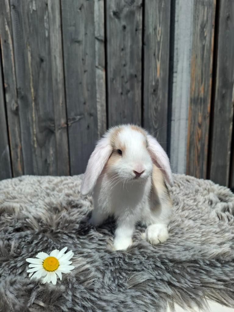Schattig mini lop hangoor konijn ram, Mannelijk, Hangoor