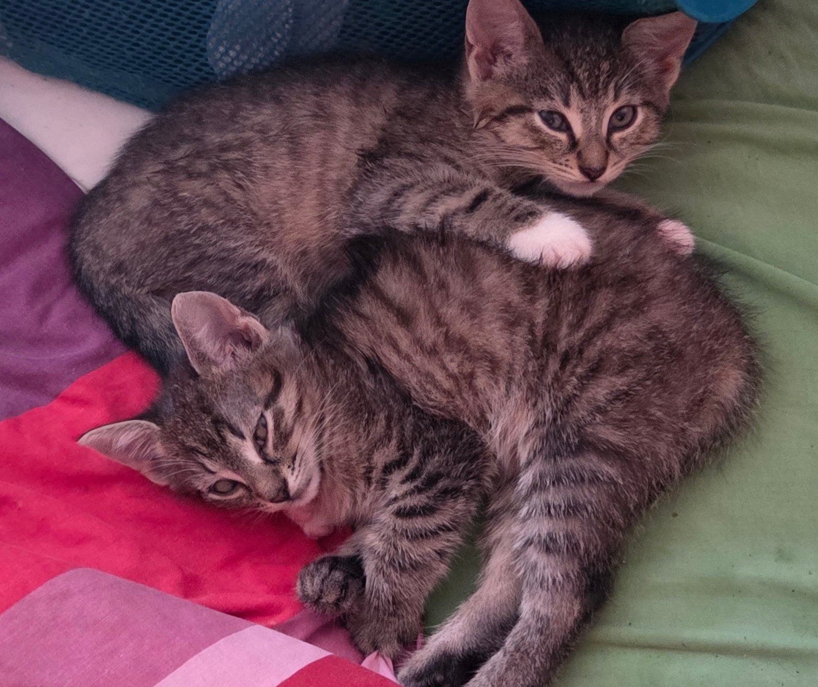 2 kittens 8 weken, Meerdere dieren, Kortharig, 0 tot 2 jaar