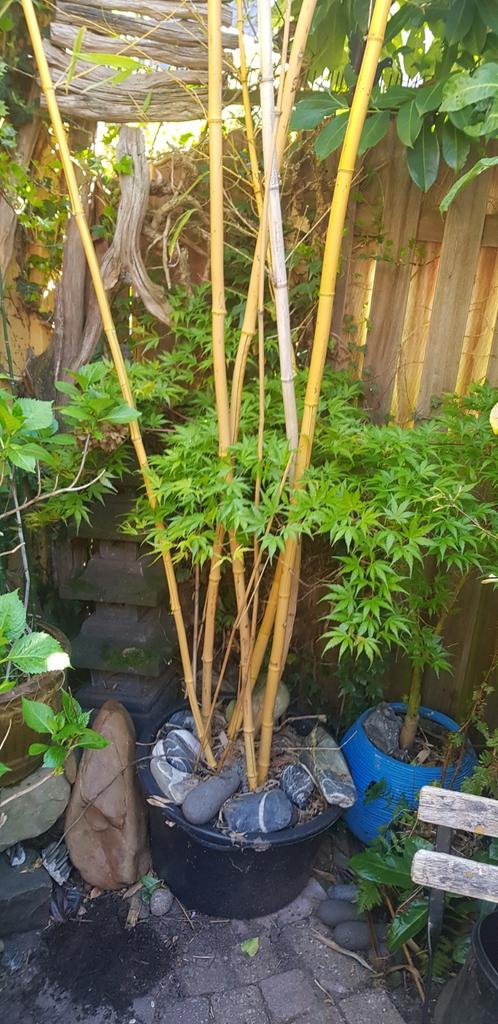 Bamboe in pot, Ophalen, In pot, Lente