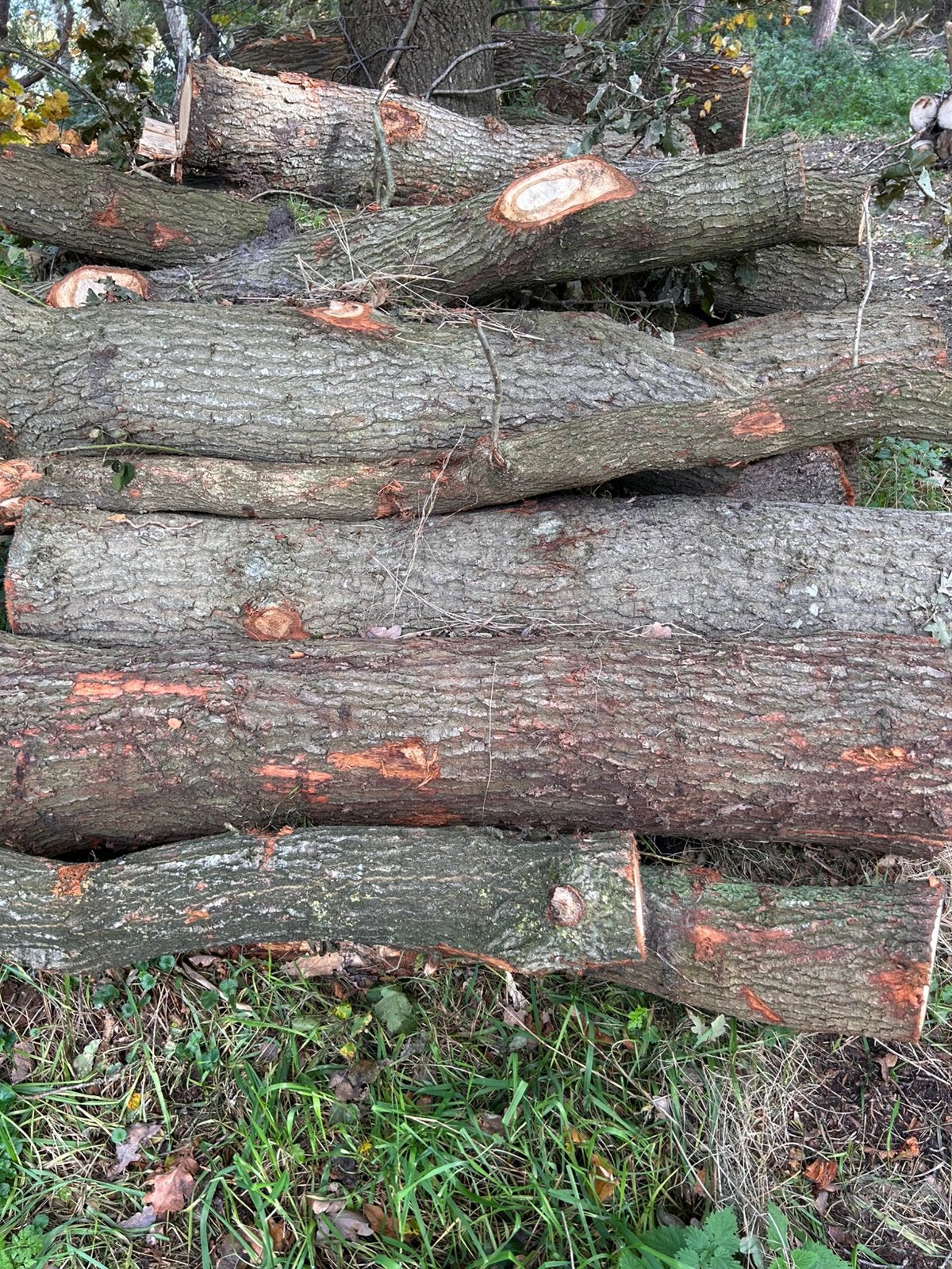 Eik stammen haardhout, Ophalen, Stammen